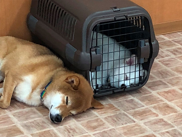 ペットホテルでリラックスしている様子