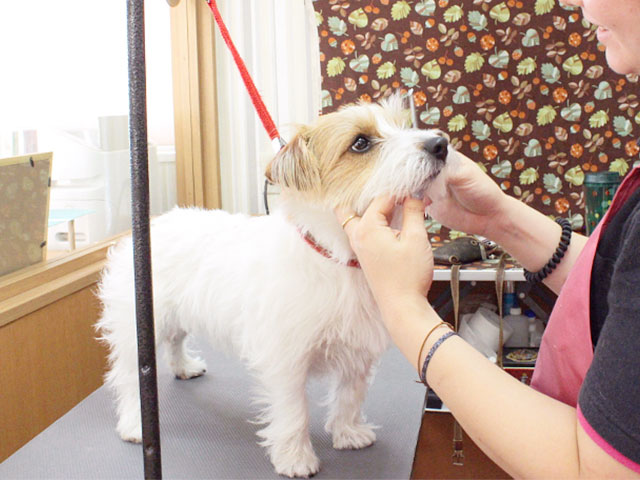 トリマーとの信頼関係も大切