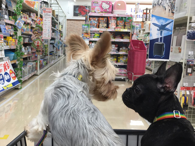 人間と生活していく上で必要なことを学ぶ犬の学校