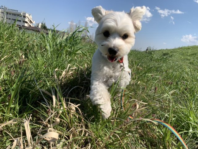 空くん（マルチーズ×ヨークシャー・テリア　MIX犬）