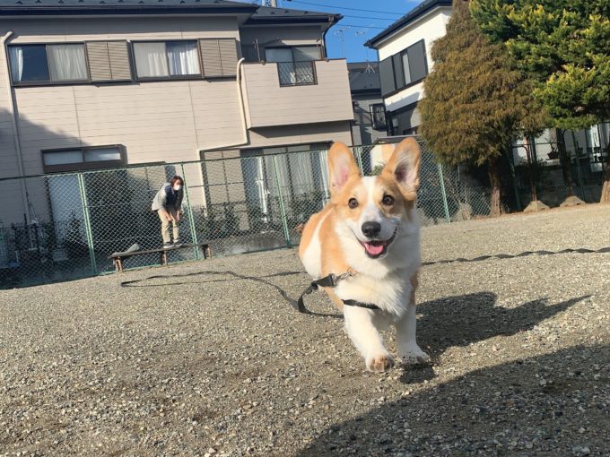 こまくん（コーギー）