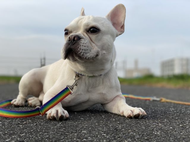 アポくん（フレンチブルドッグ）