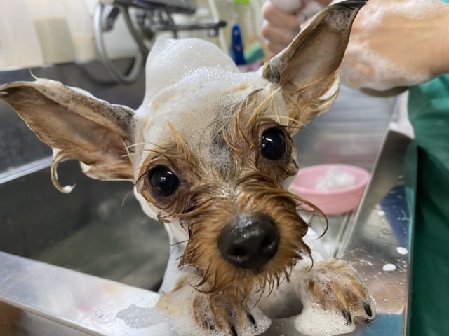 まめすけくん（ヨークシャー・テリア）