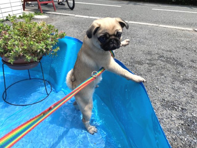 タロくん（パグ）