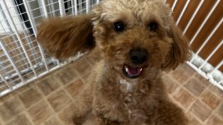 新入生 ゆべしちゃん