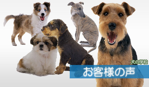 犬の学校minakuruに通うお客様の声