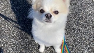 新入生　こむぎくん