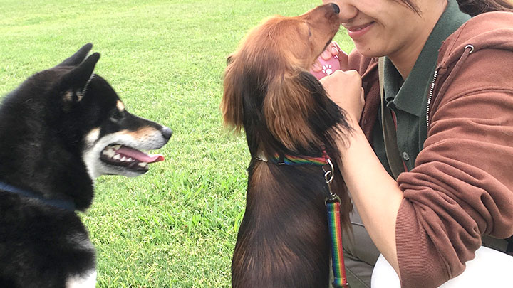 犬の学校の社会化学習