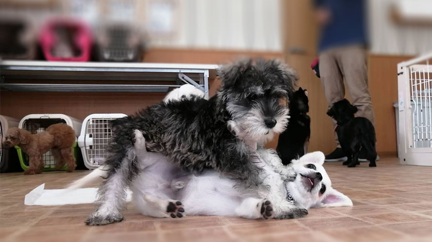 犬同士で遊ぶ様子
