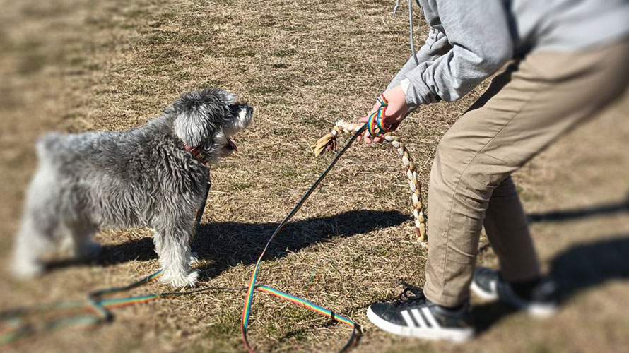 外でトレーニングする犬の写真