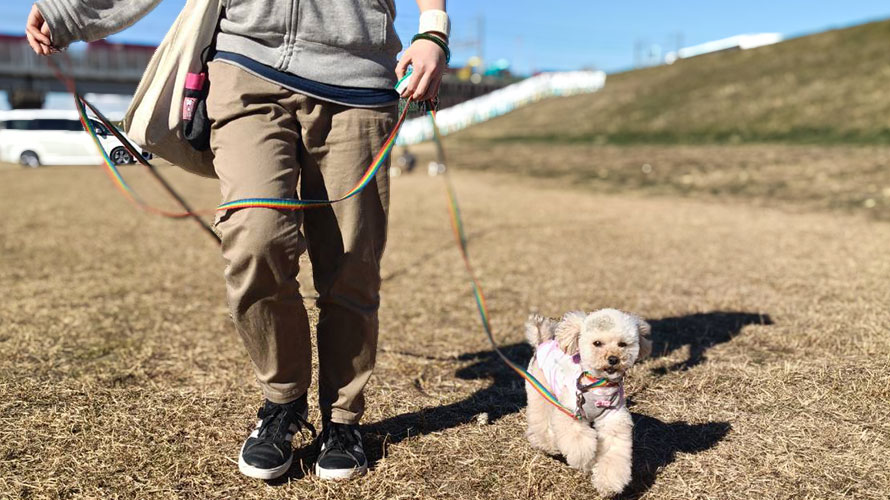 犬の学校で散歩するトレーナーと犬の写真