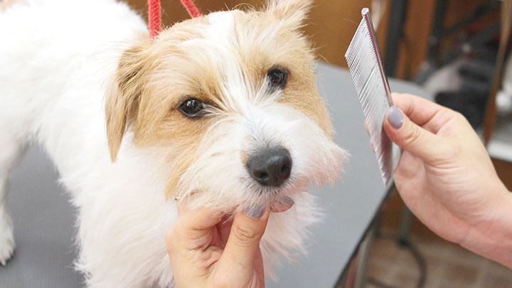 minakuruトリミングの様子