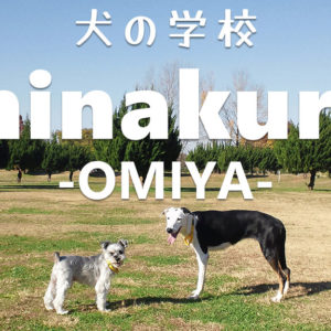 犬の学校minakuru大宮店ティザー予告