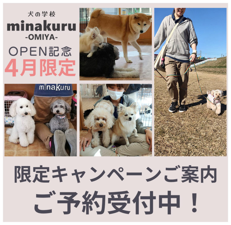 犬の学校minakuru大宮店 4月限定キャンペーン