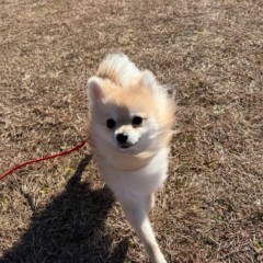 かいくん かいくん(ポメラニアン・男の子)