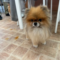 桃ちゃん 桃ちゃん(ポメラニアン・女の子)