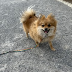 チャチャちゃん