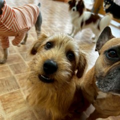 マーシャルくん