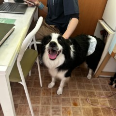 ジャッキーくん